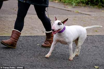 bull terrier